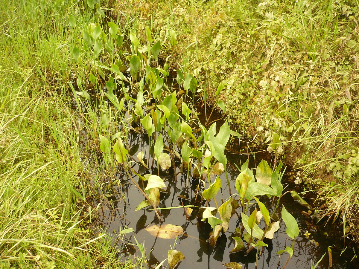 Alisma plantago-aquatica (Alismataceae)